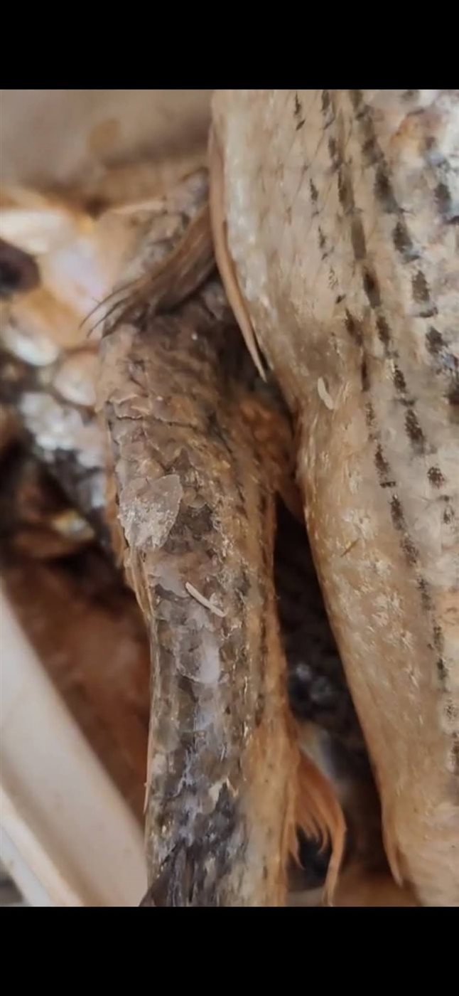 ضبط اسماك غير صالحة للاستهلاك