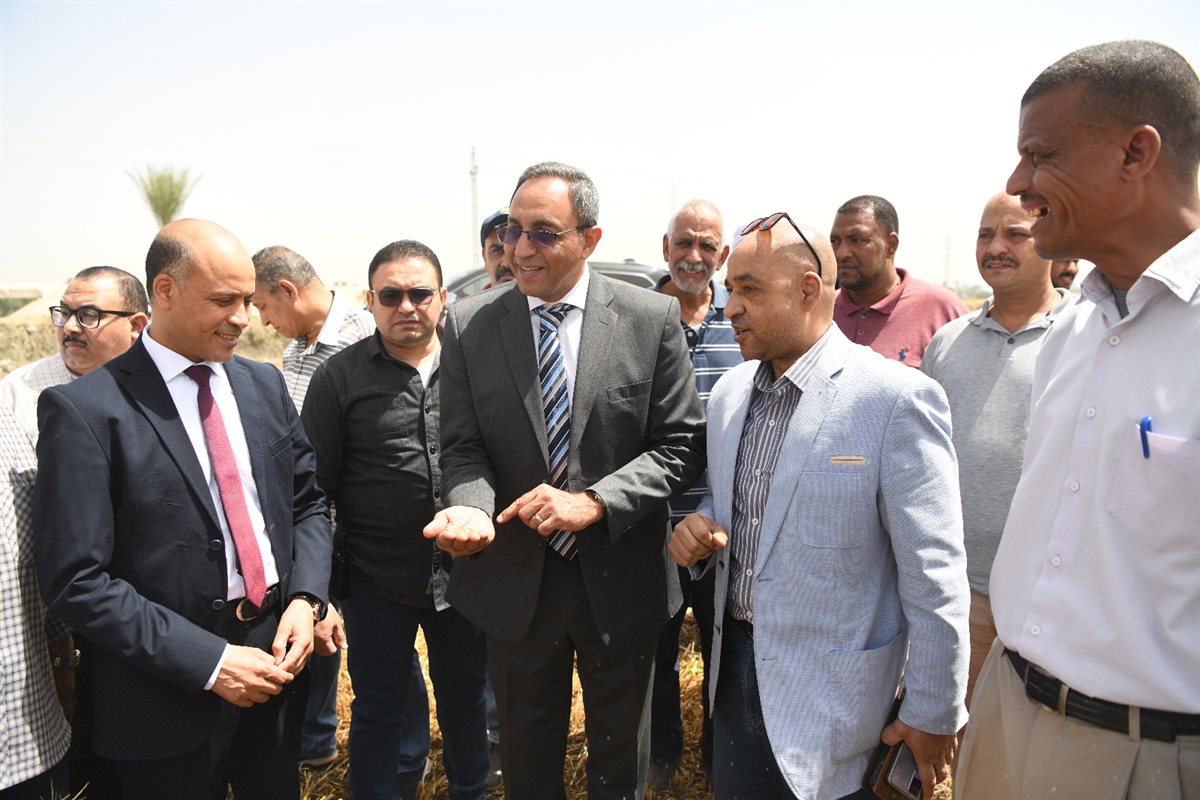 بدء توريد القمح 