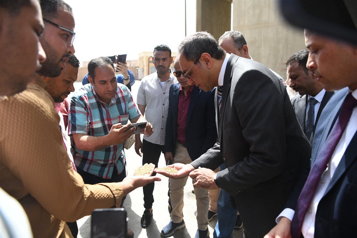 بدء توريد القمح 