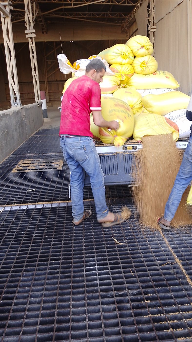 توريد القمح بالدقهلية 