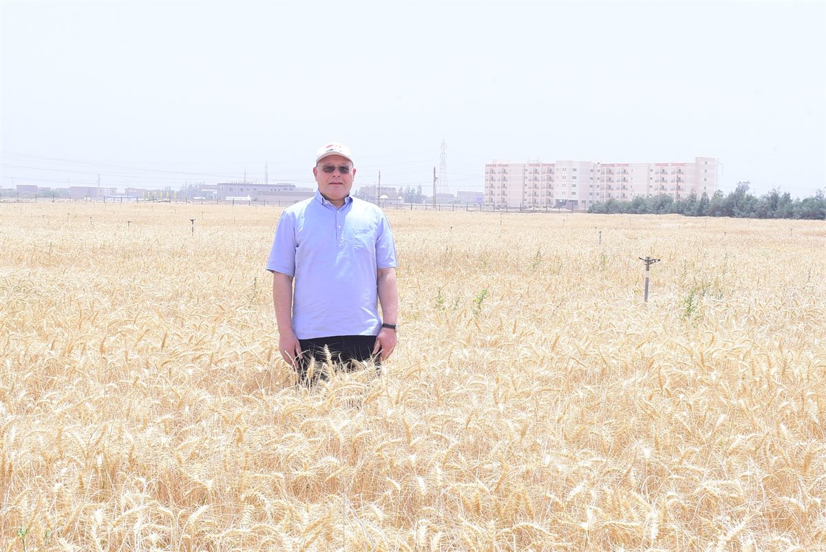 حصاد القمح بجامعة سوهاج