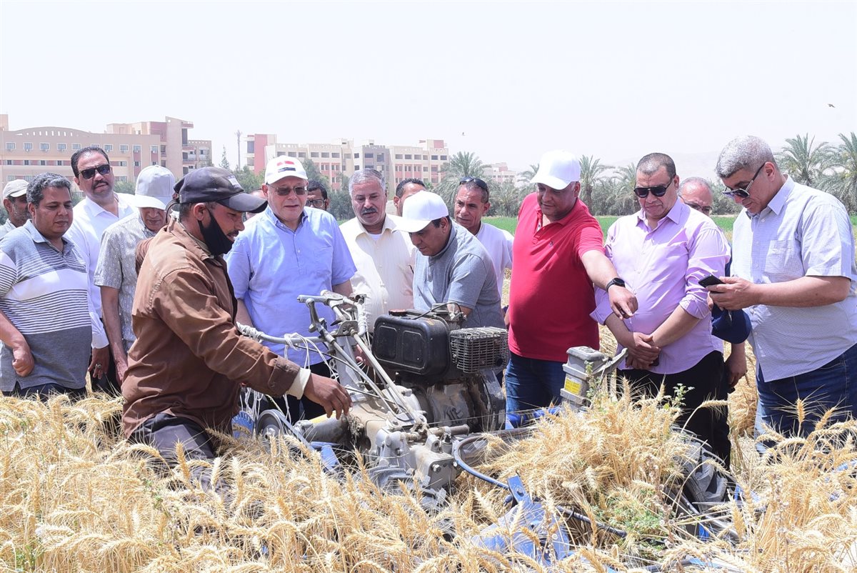 حصاد القمح بجامعة سوهاج