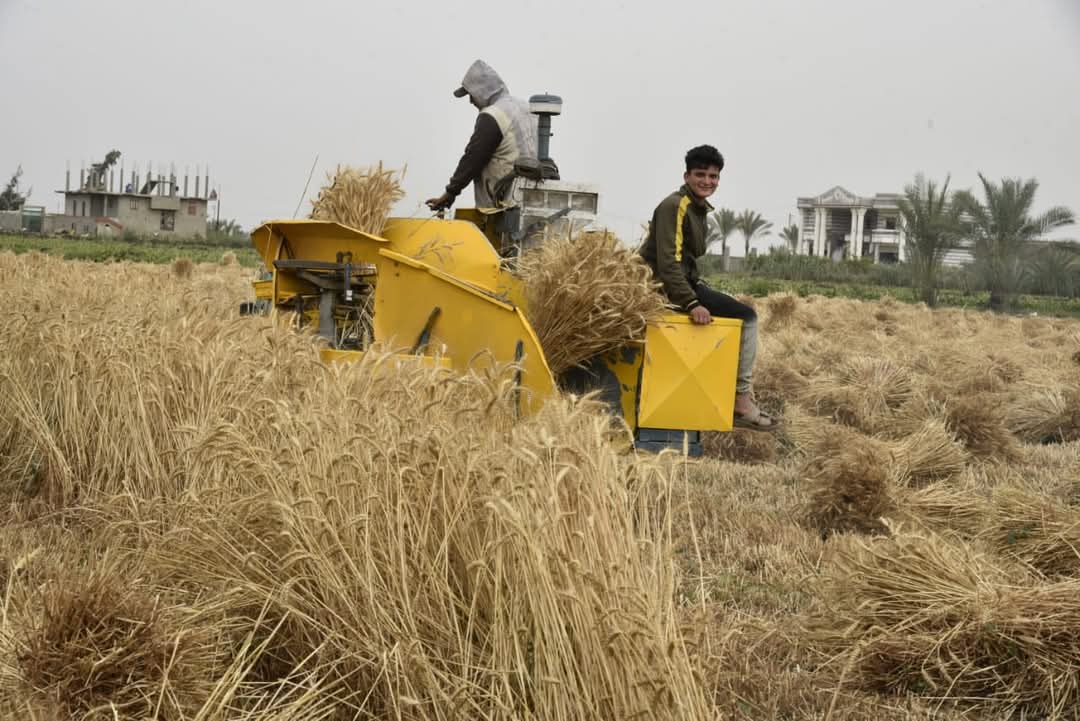 موسم حصاد القمح ببورسعيد 