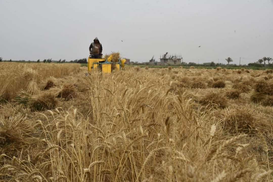 موسم حصاد القمح ببورسعيد 