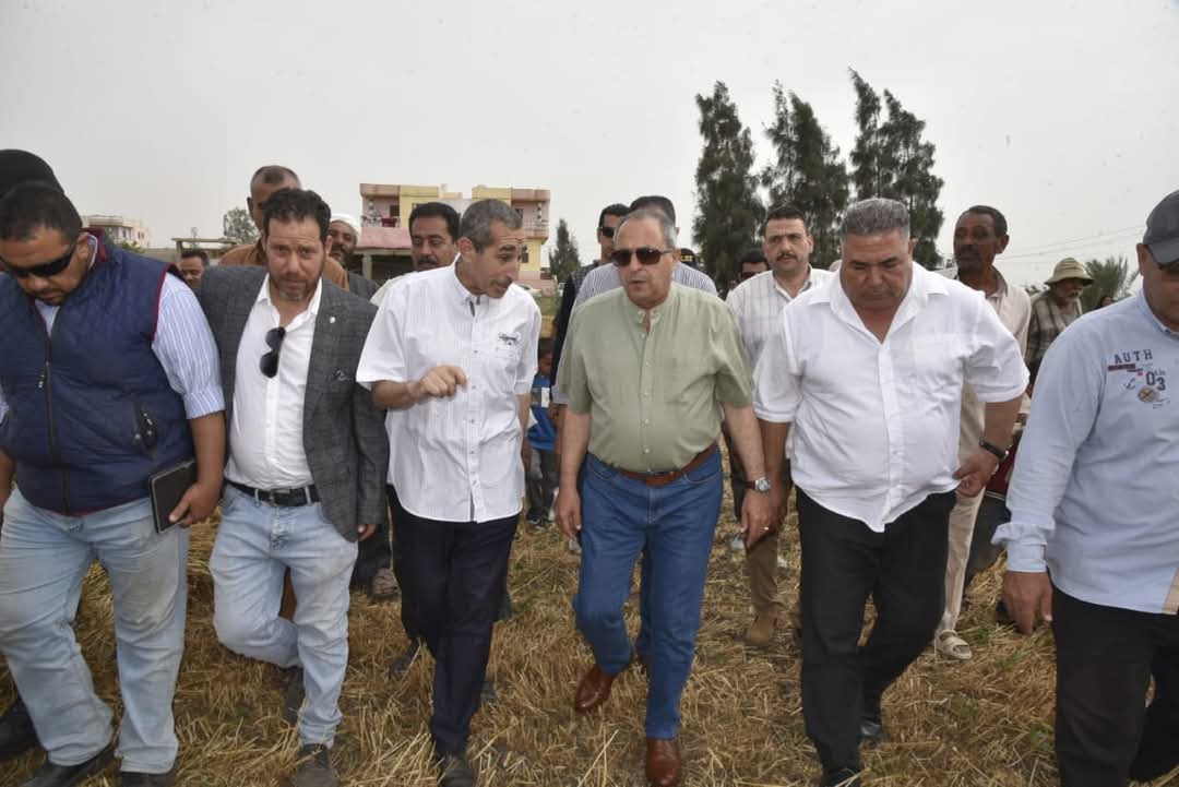 موسم حصاد القمح ببورسعيد 