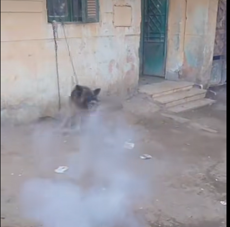 ربط كلب وترهيبه بالألعاب النارية