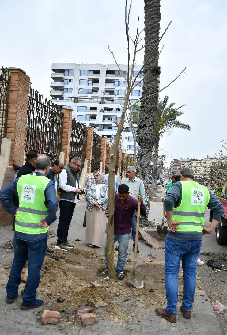 زراعة أشجار البونسيانا ببورسعيد 