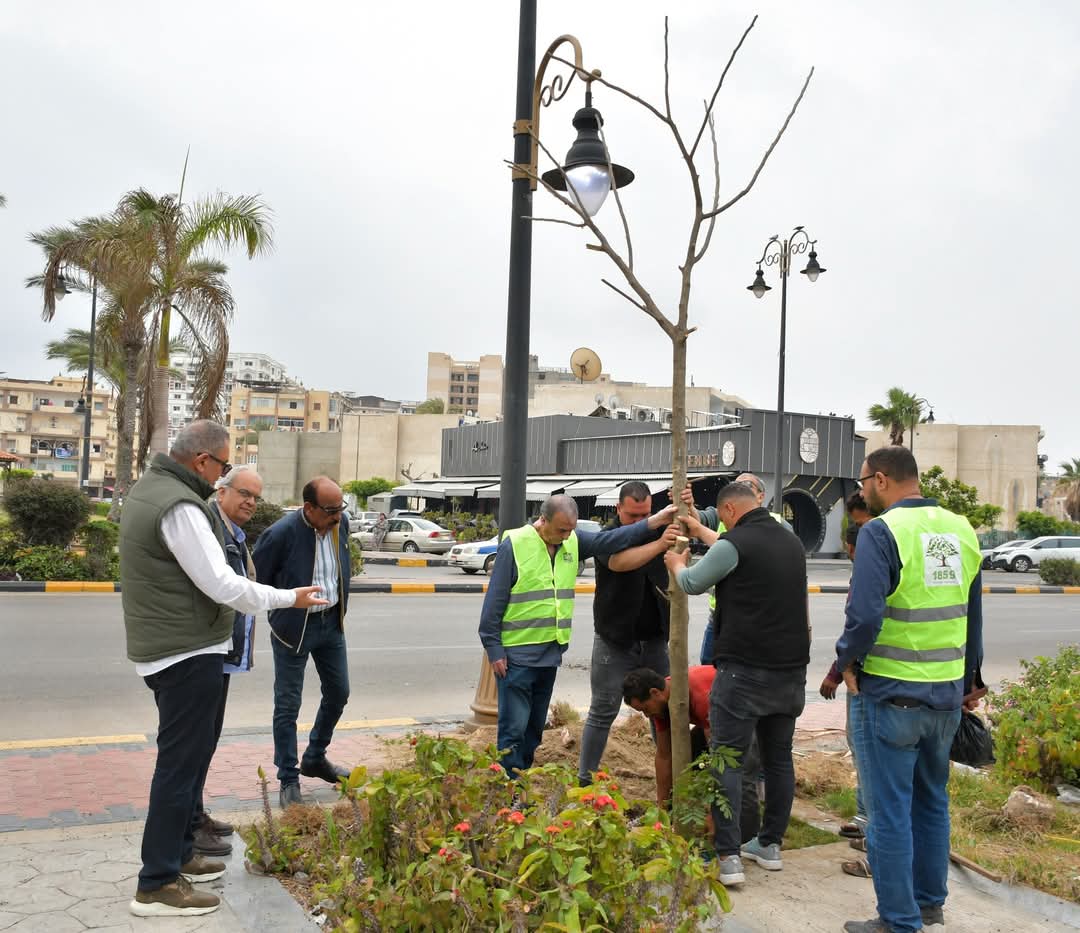 زراعة أشجار البونسيانا ببورسعيد 