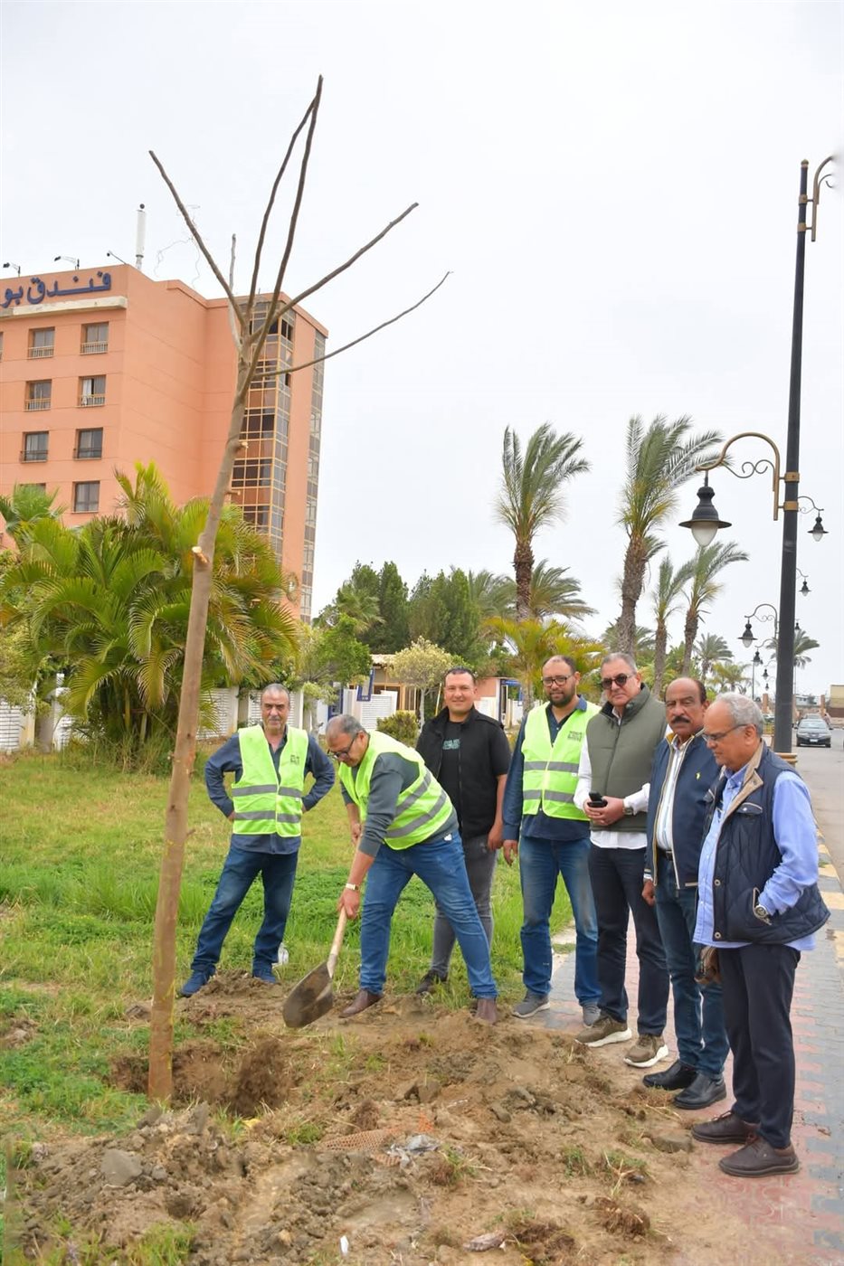 زراعة أشجار البونسيانا ببورسعيد 