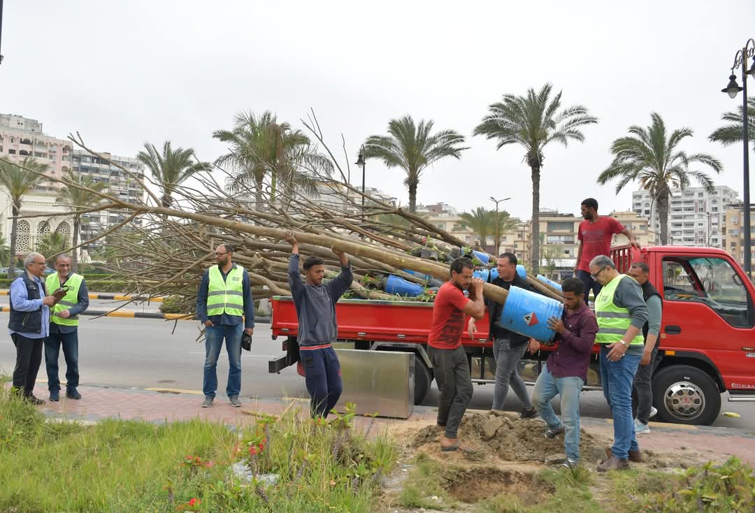 زراعة أشجار البونسيانا ببورسعيد 