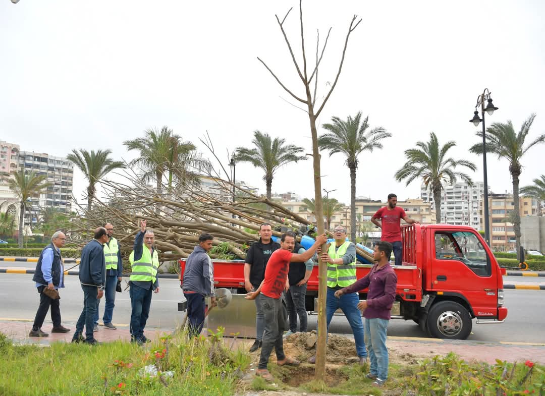 زراعة أشجار البونسيانا ببورسعيد 