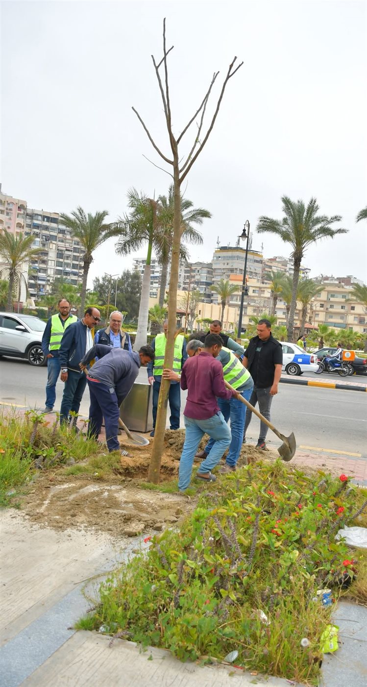 زراعة أشجار البونسيانا ببورسعيد 