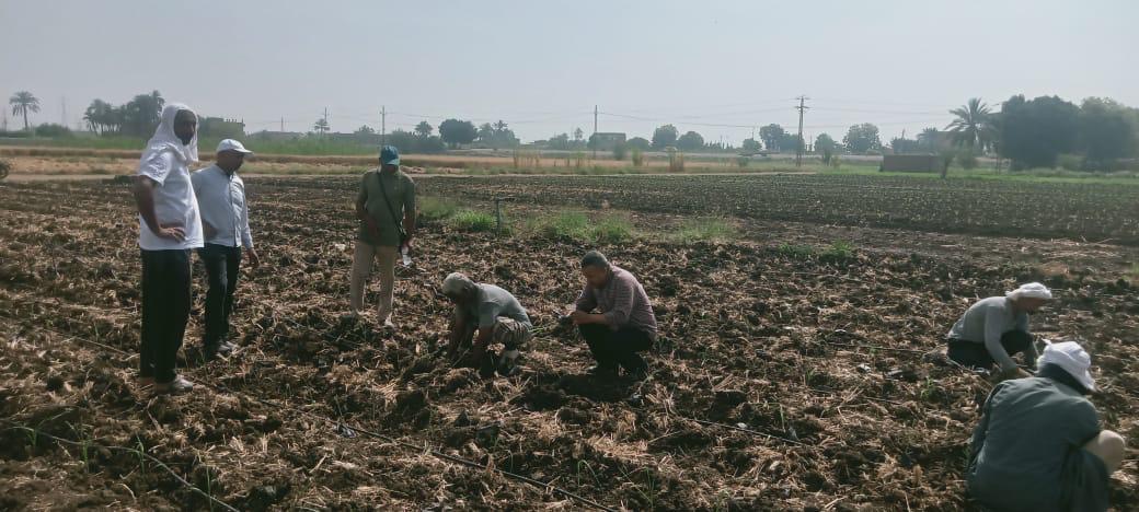 زراعة القصب بالشتلات في الاقصر