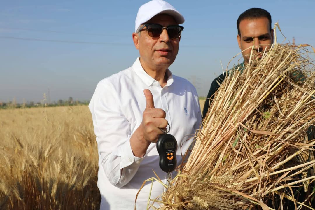 محافظ المنيا يتابع حصاد محصول القمح 