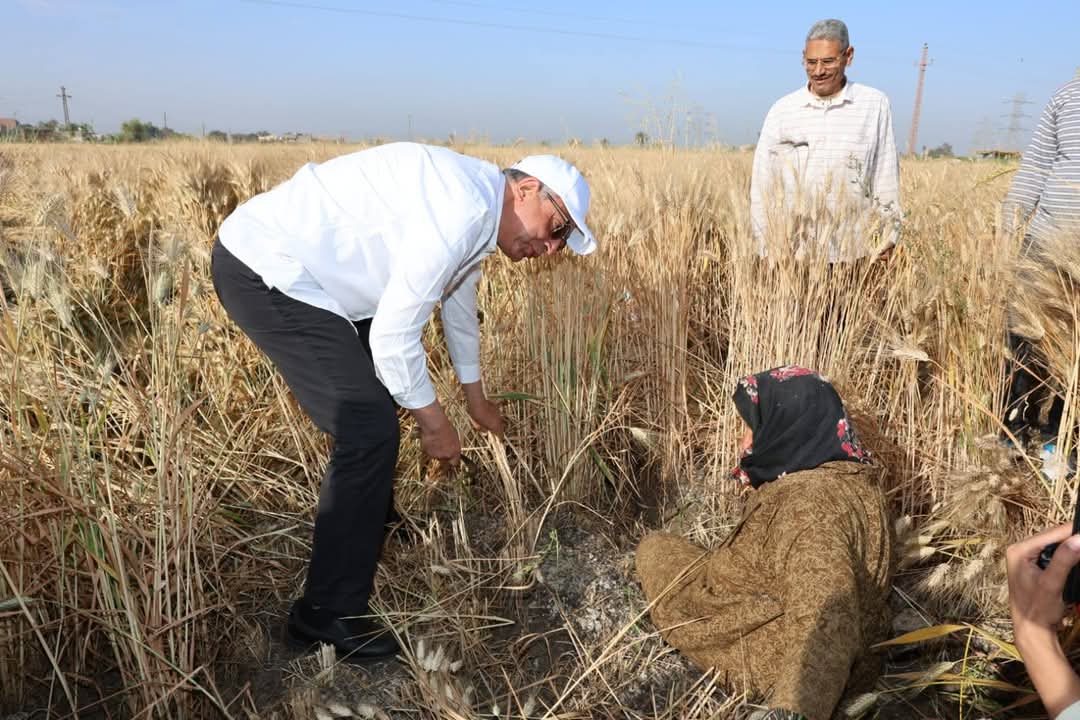 محافظ المنيا يتابع حصاد محصول القمح 