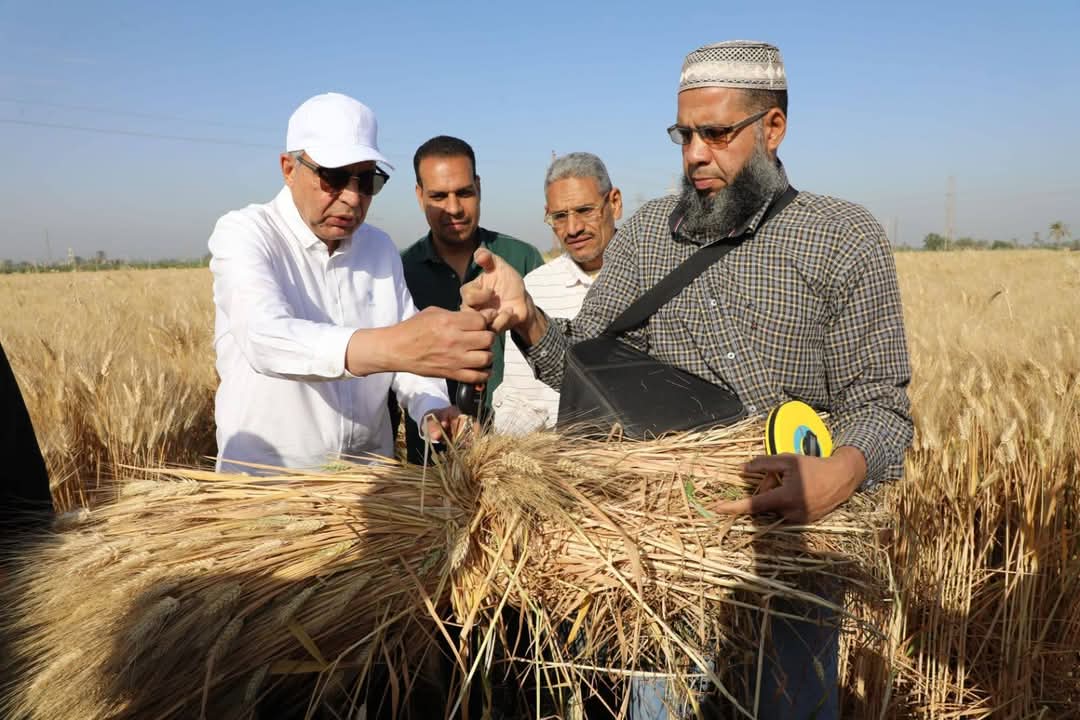 محافظ المنيا يتابع حصاد محصول القمح 