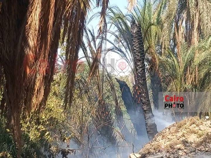 حريق نخيل بإسنا