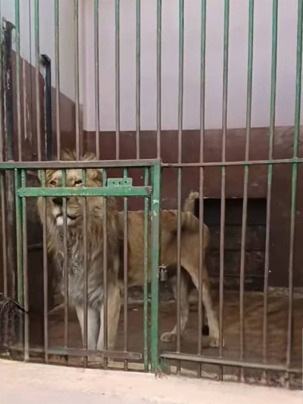 صورة الأسد المتداولة