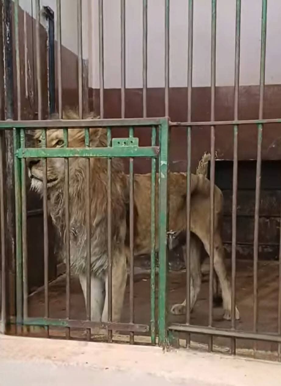 صورة الأسد المتداولة