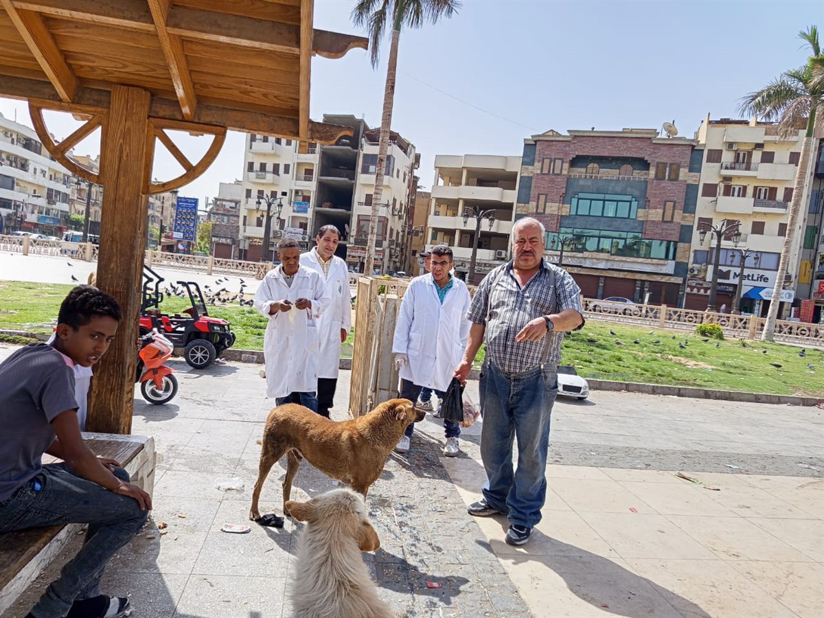 حملة لتطعيم الكلاب بشوارع الأقصر