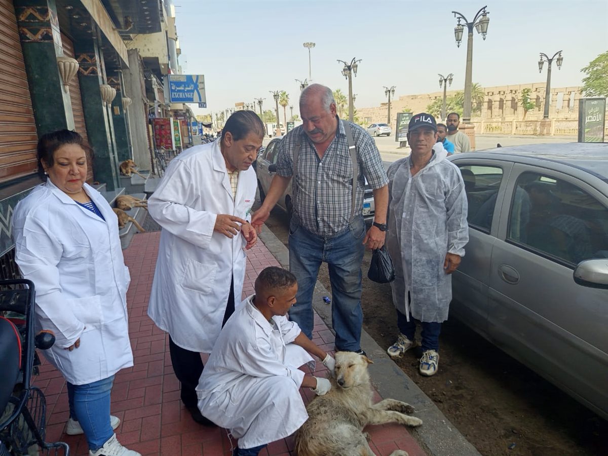 حملة لتطعيم الكلاب بشوارع الأقصر