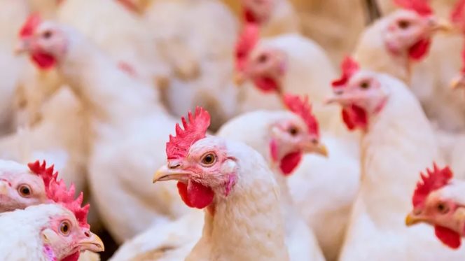 بورصة الدواجن اليوم أسعار الفراخ البيضاء