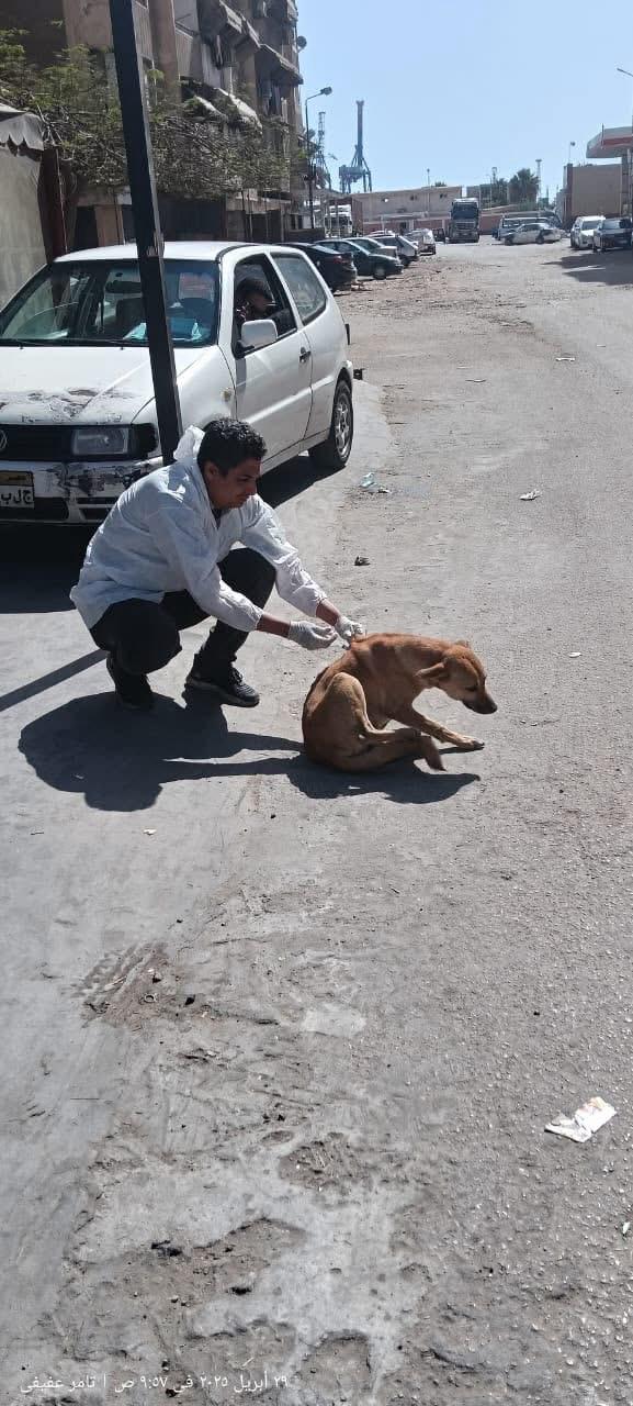 الجهود التنفيذية ببورسعيد 