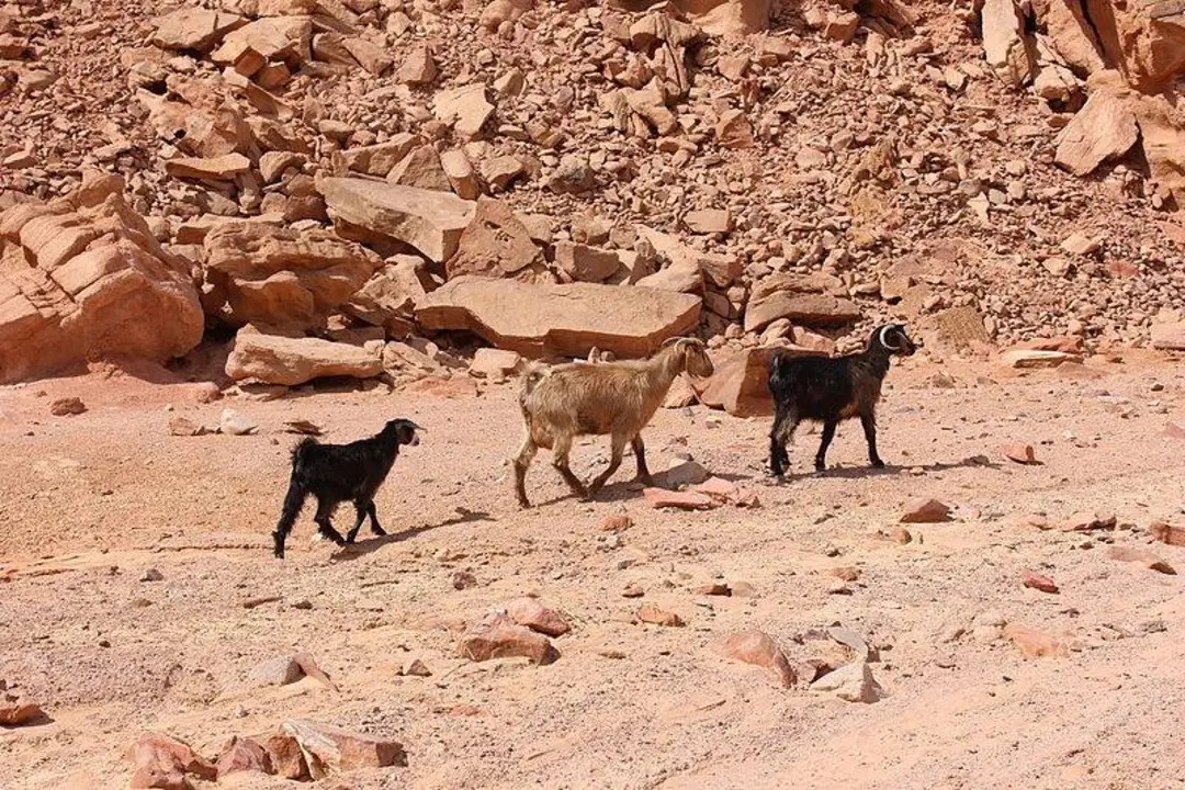 واحة عين خضراء بجنوب سيناء