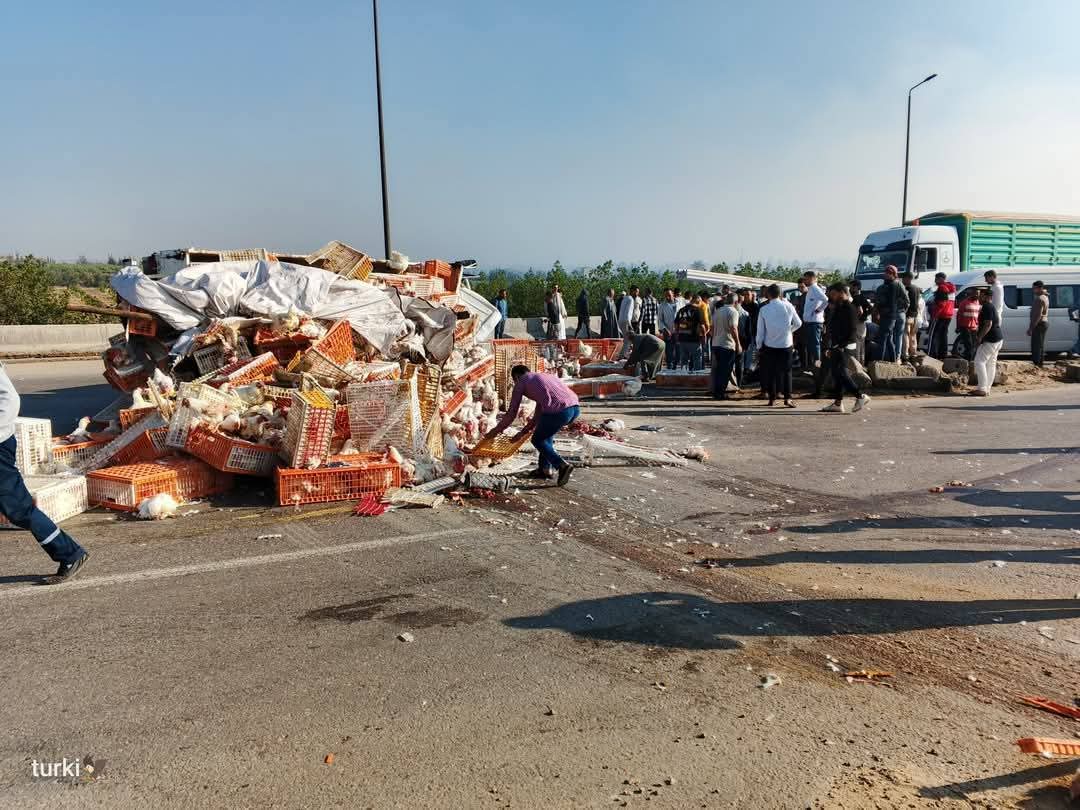 انقلاب سيارة نقل محملة بالفراخ على الطريق الإقليمي 