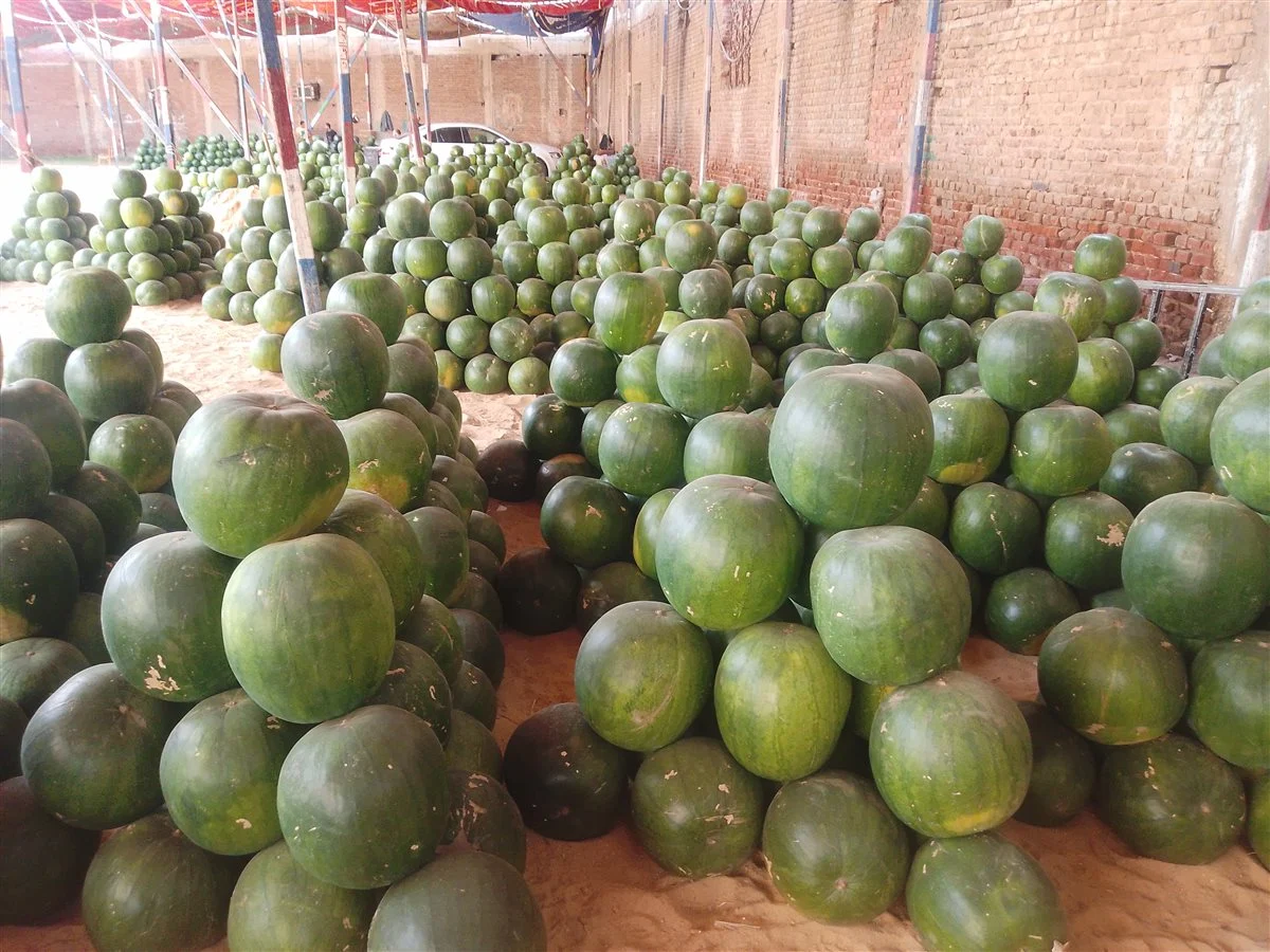  أسعار البطيخ بأسواق الدقهلية