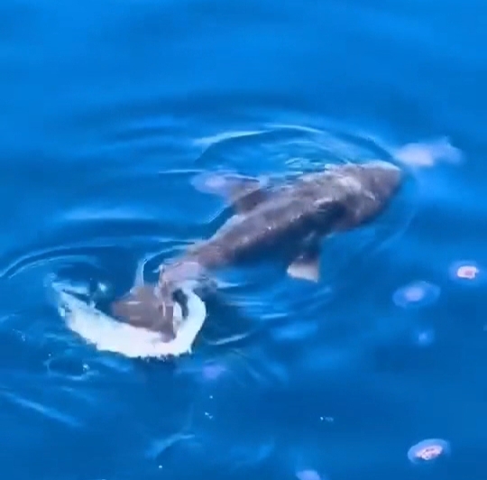 ظهور سمكة المولا مولا قبال سواحل مدينة الغردقة