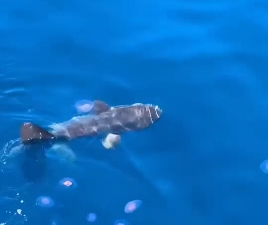 ظهور سمكة المولا مولا قبال سواحل مدينة الغردقة