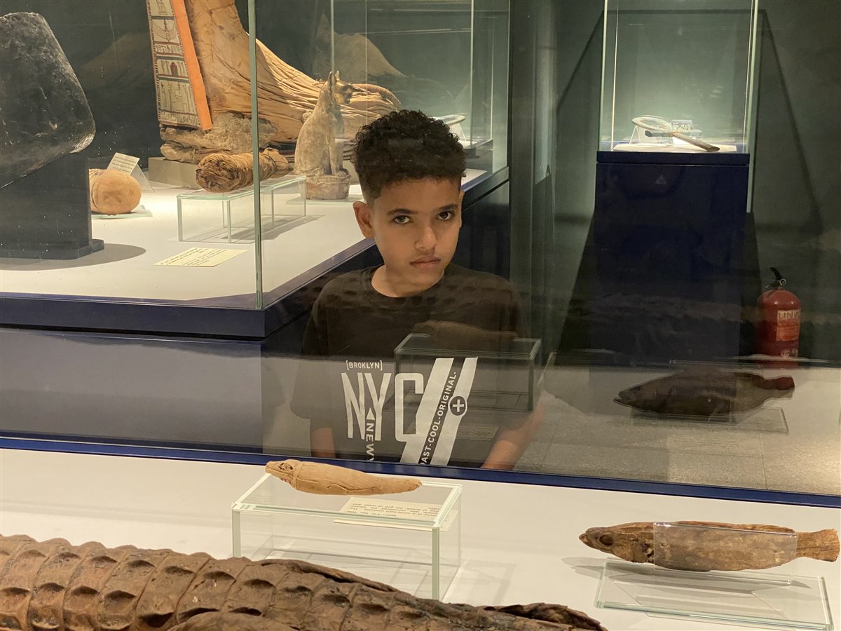 اسماك وتماسيح محنطة