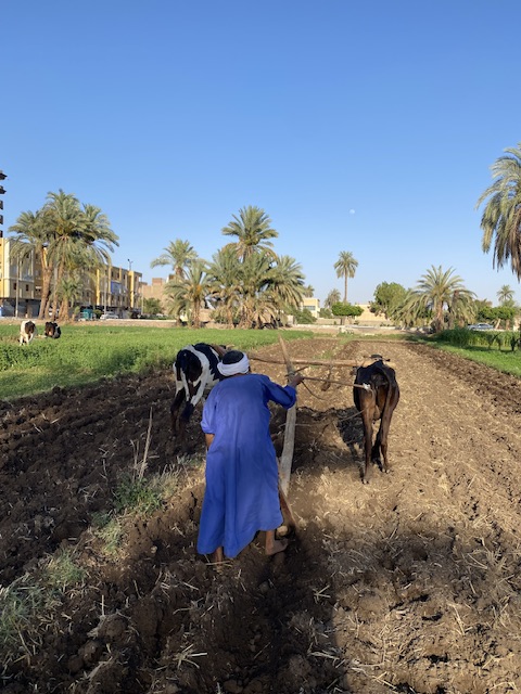 أقدم حراث بقاري في الاقصر