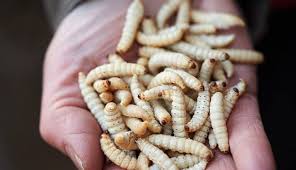 رؤية الديدان في المنام للمتزوجة