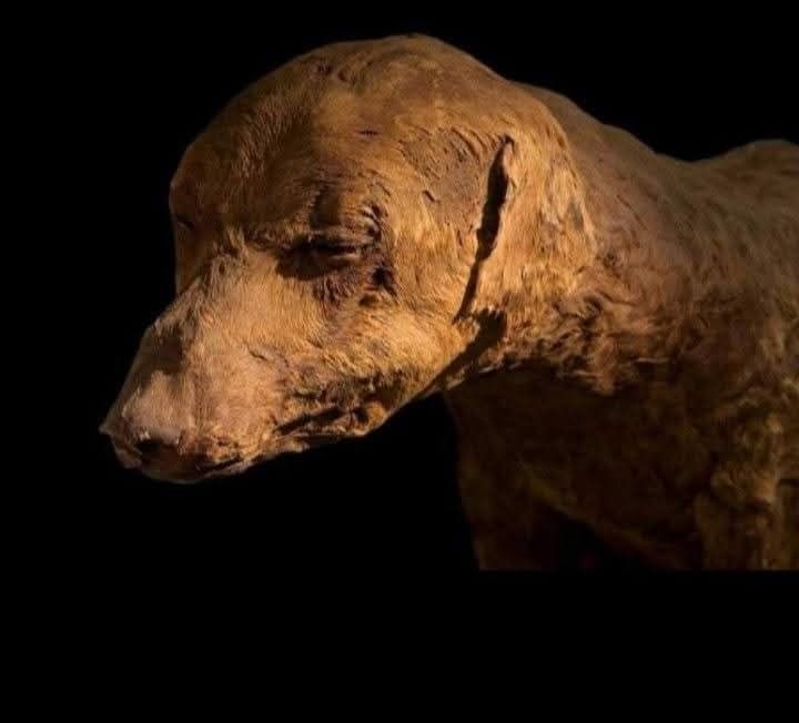 مومياء كلب صيد أليف 