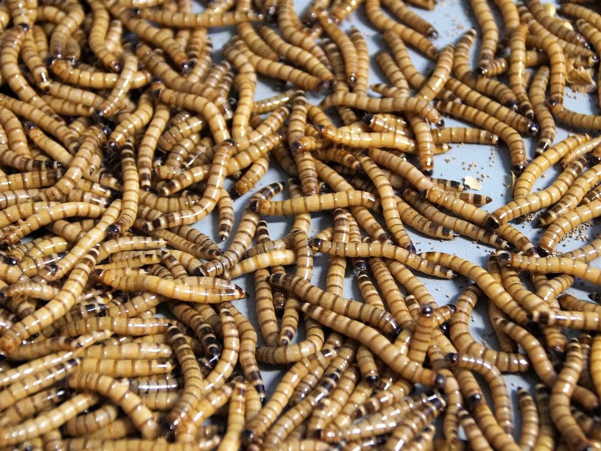 رؤية الديدان في المنام للمتزوجة