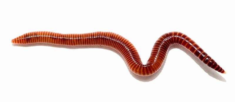 رؤية الديدان البيضاء في المنام للمتزوجة