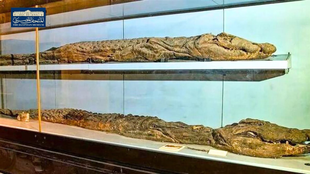  مومياوات لـ تمساح النيل العظيم