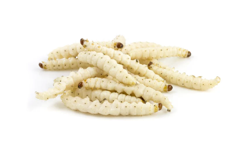 رؤية الدود في المنام للرجل