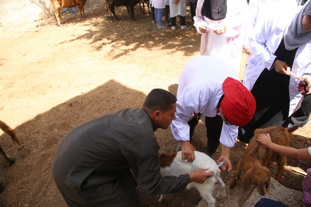 علاج 1045 حالة من الماشية بالمجان ضمن القافلة البيطرية بقرية الأعلام