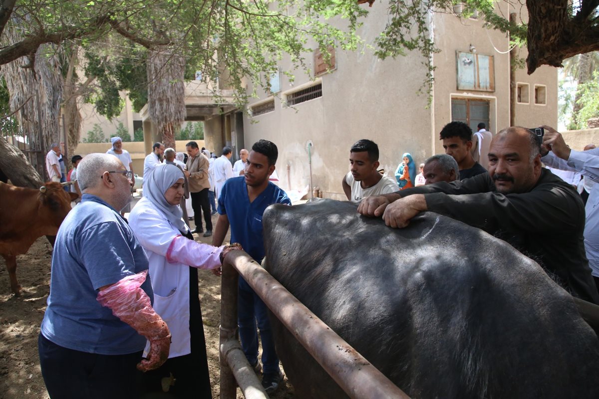 علاج 1045 حالة من الماشية بالمجان ضمن القافلة البيطرية بقرية الأعلام