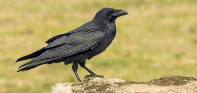 رؤية الغراب في المنام للعزباء