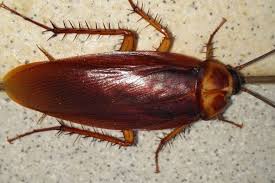 تفسير رؤية صرصور واحد في المنام