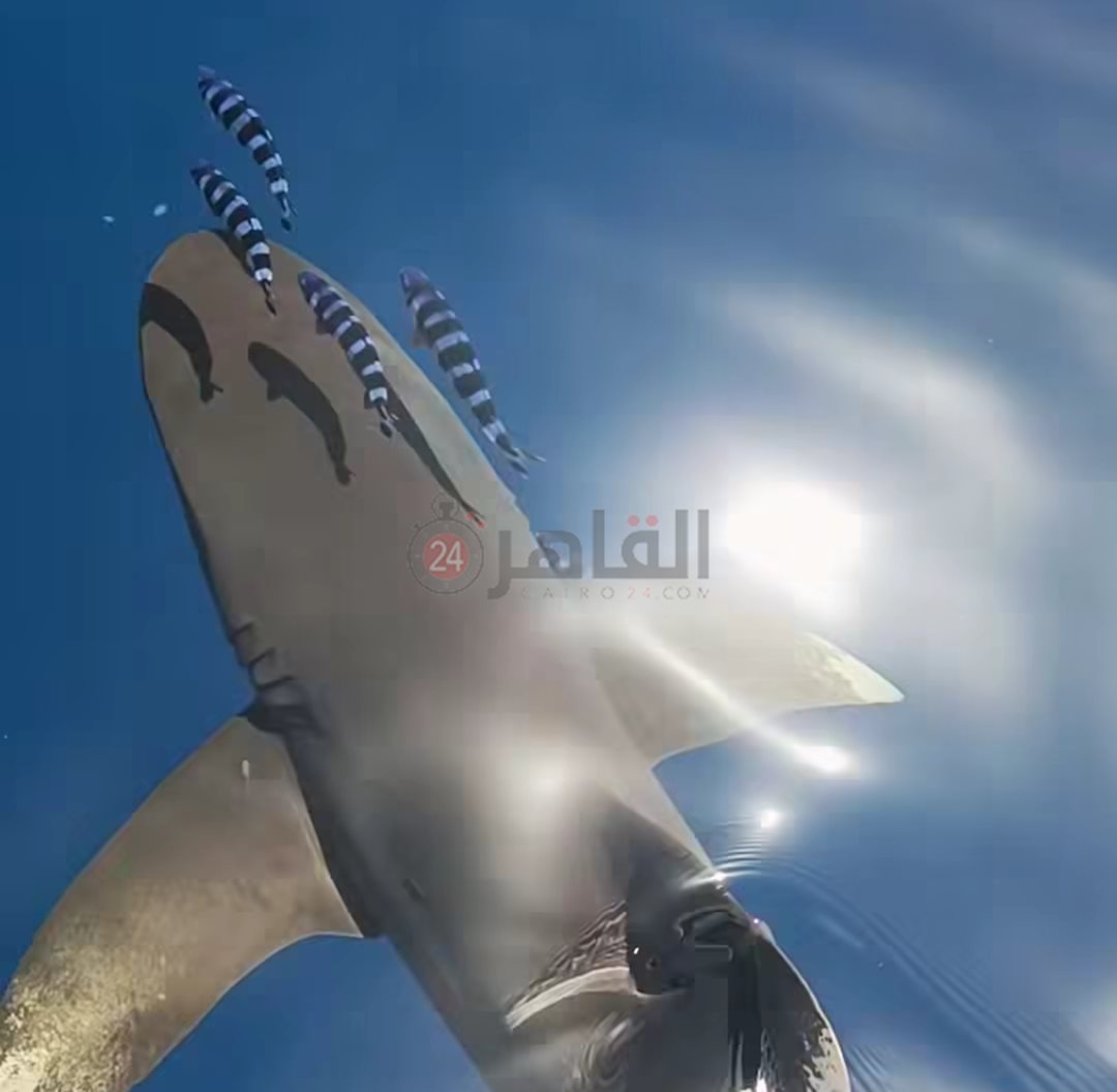 قرش اللونج مانوس بمنطقة شعاب الفنستون 