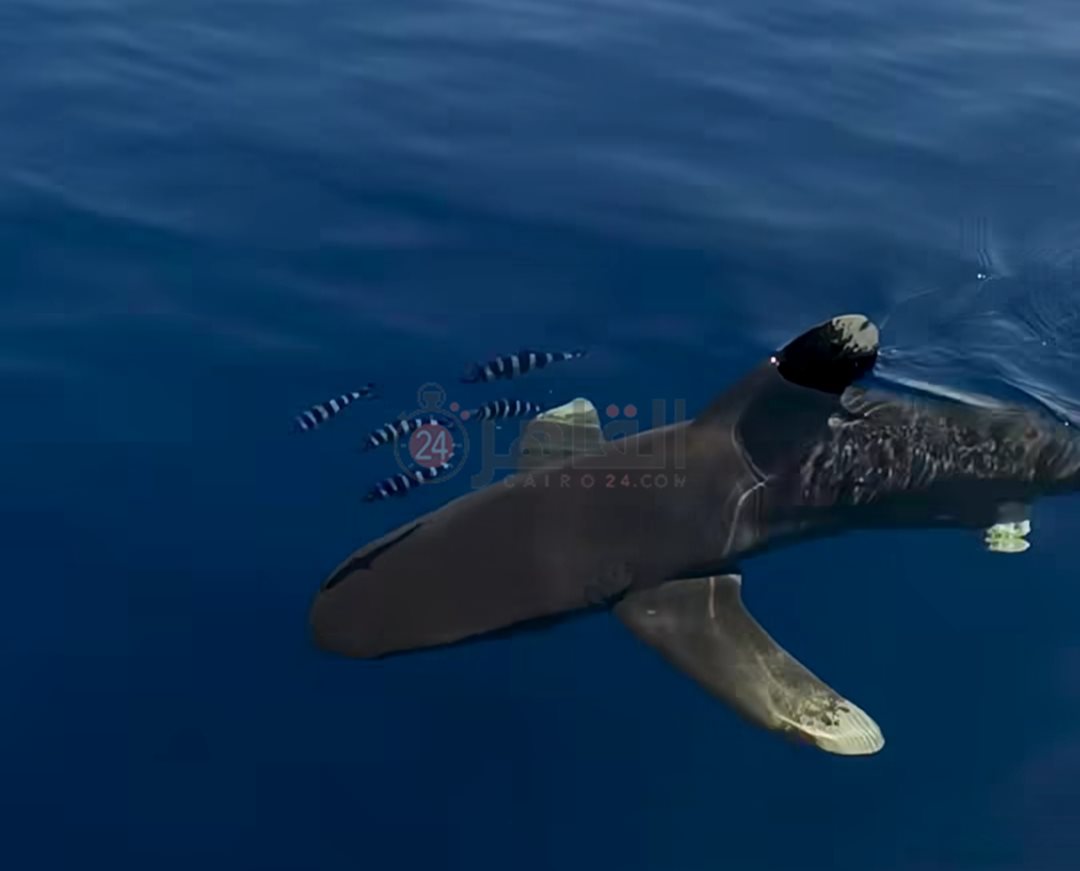 قرش اللونج مانوس بمنطقة شعاب الفنستون 