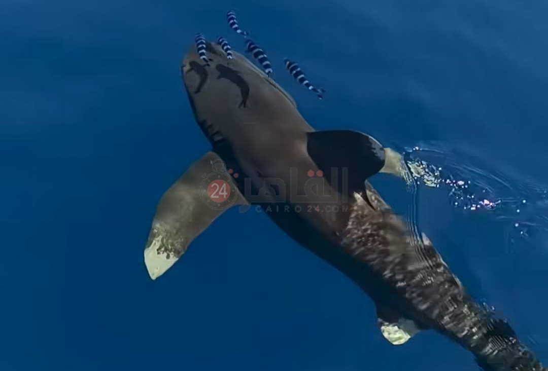 قرش اللونج مانوس بمنطقة شعاب الفنستون 