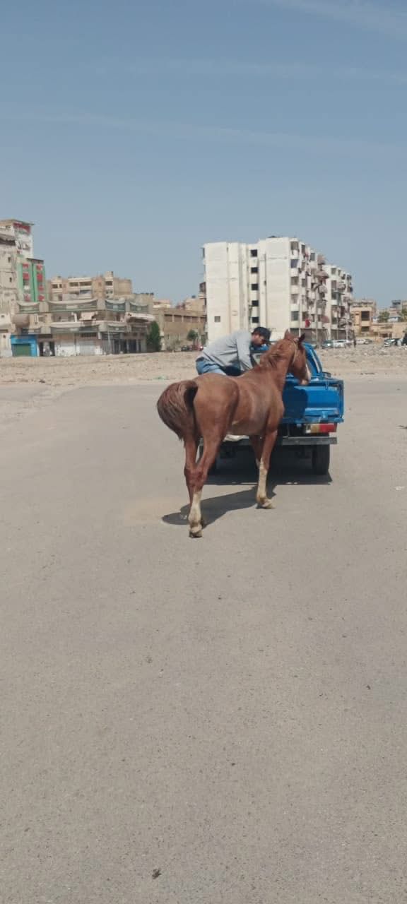 الجهود التنفيذية ببورسعيد 