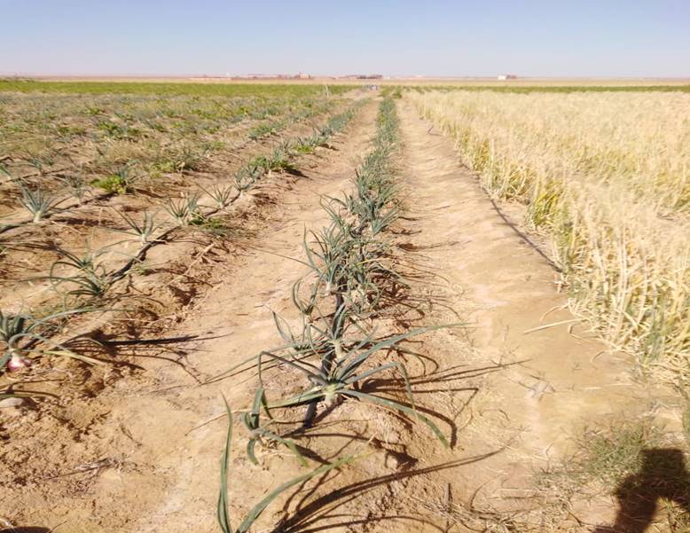 منطقة المغرة