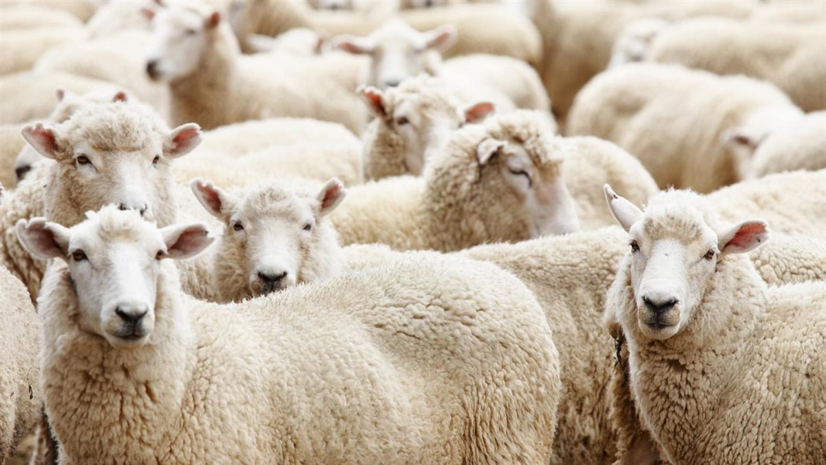 طريقة اختيار خروف العيد